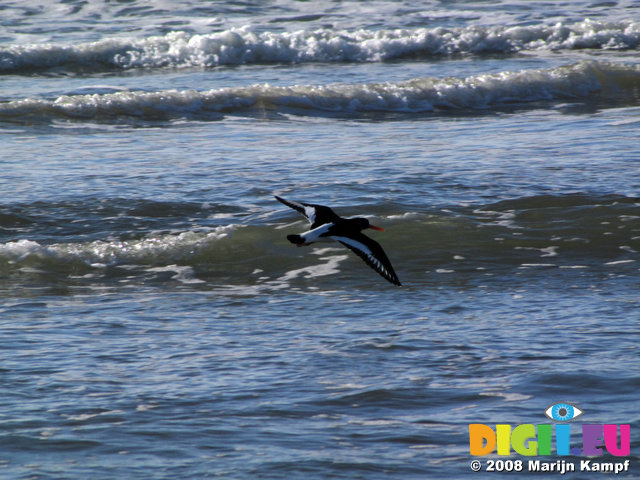 SX01555 Oystercatcher flying over sea [Haematopus Ostralegus]~